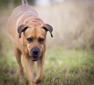 Dog Bite Injuries